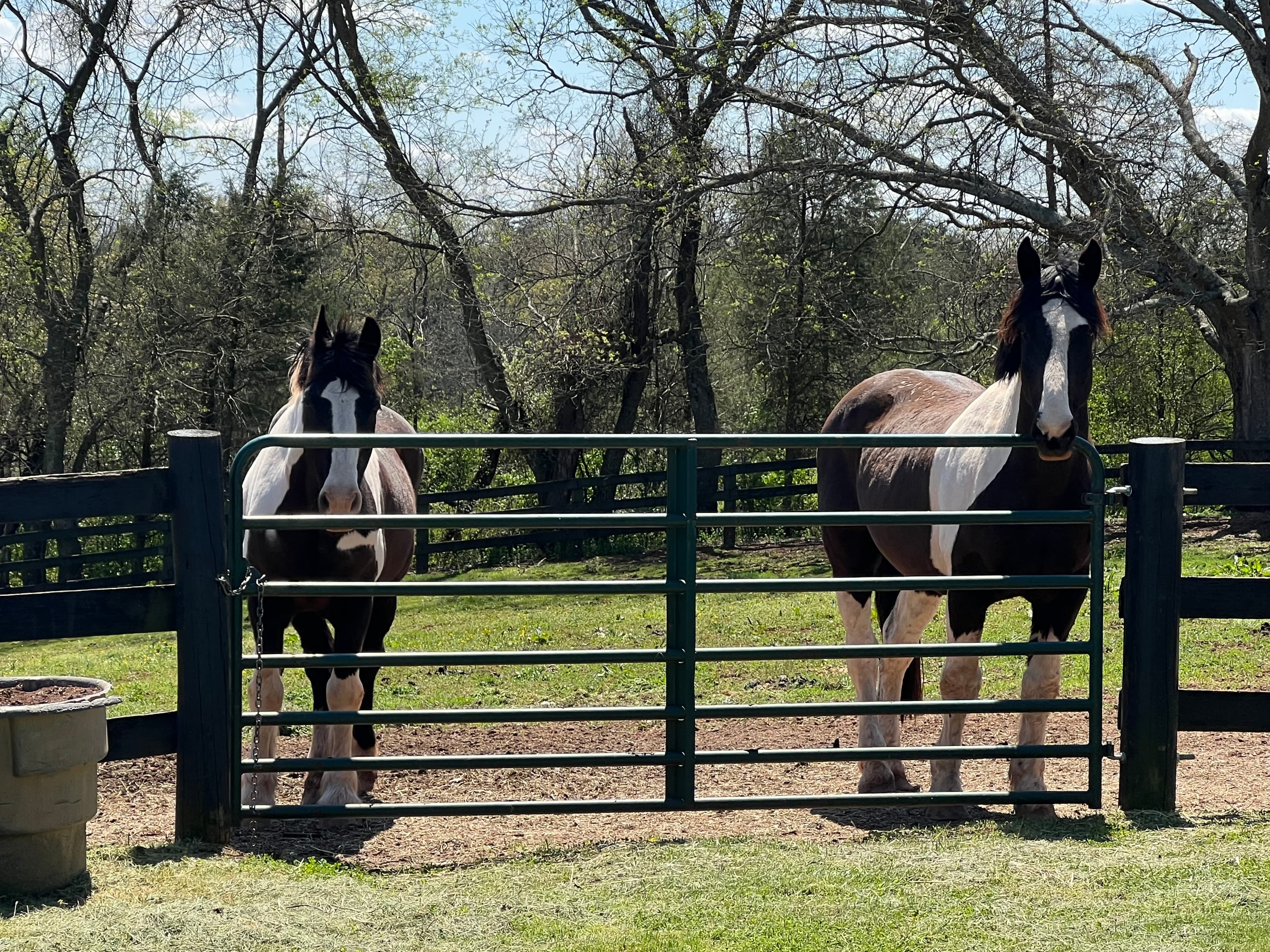 Horses standing by a gate