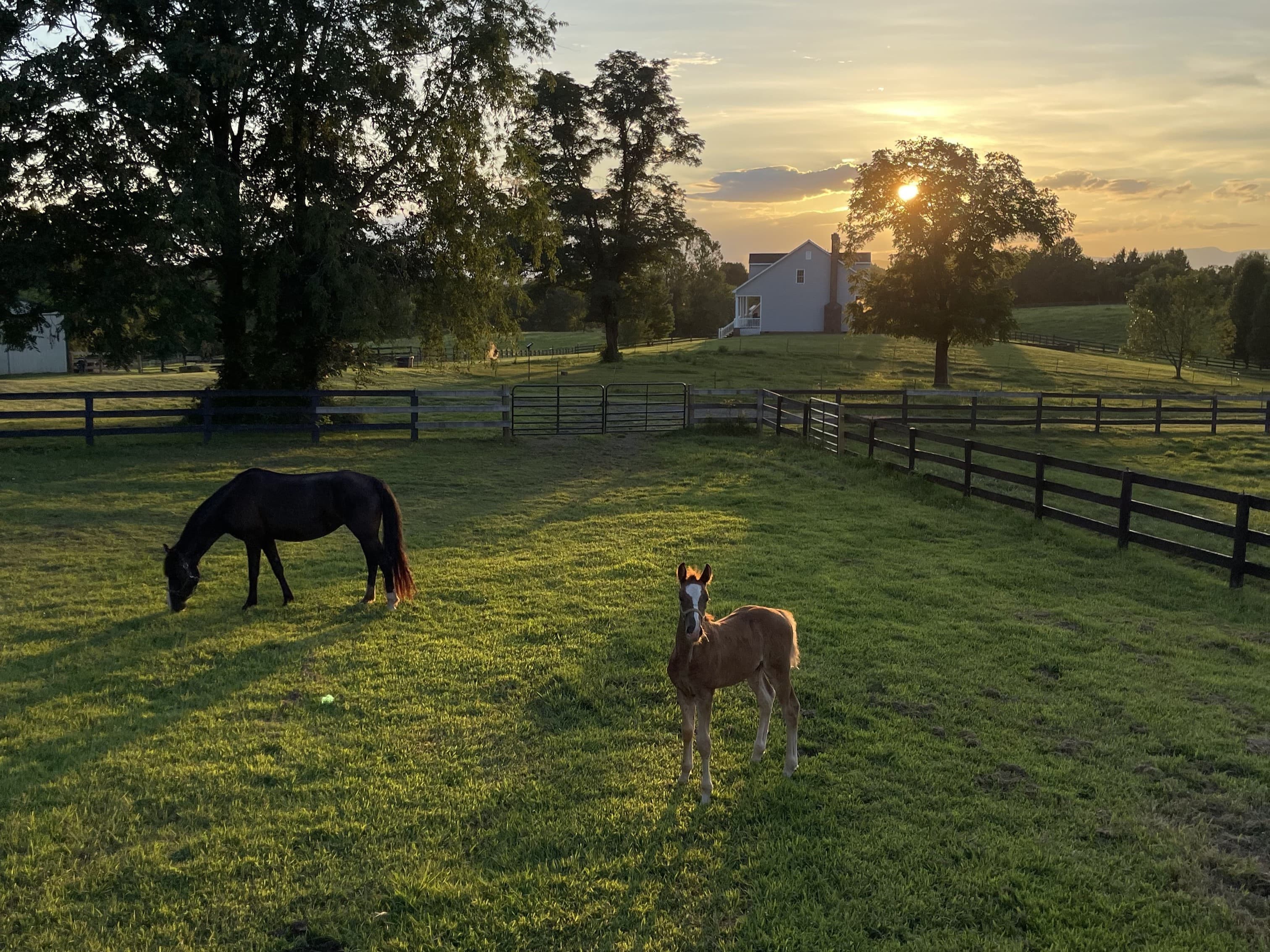 Horses standing in a field