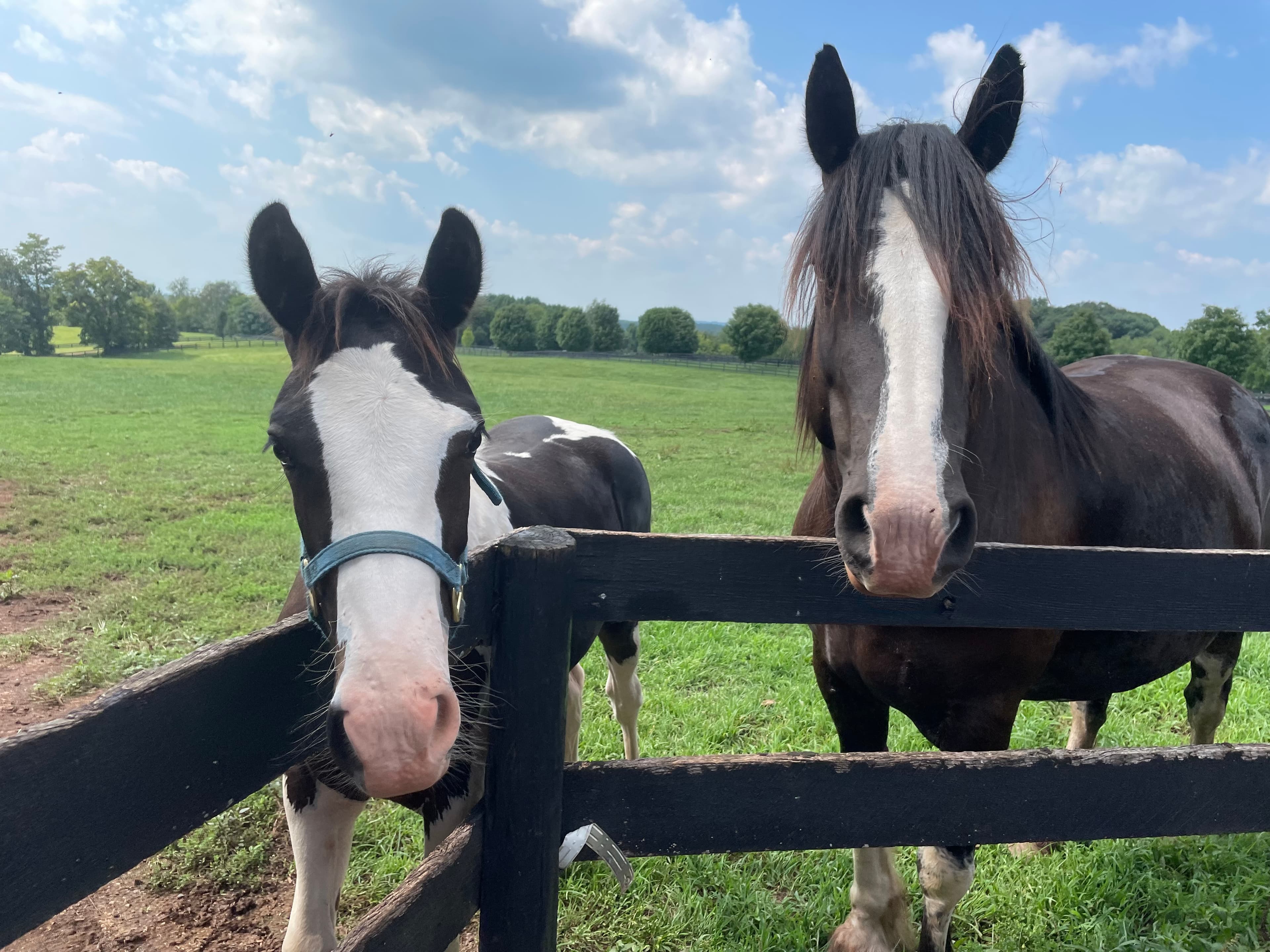 Horses standing by a fence