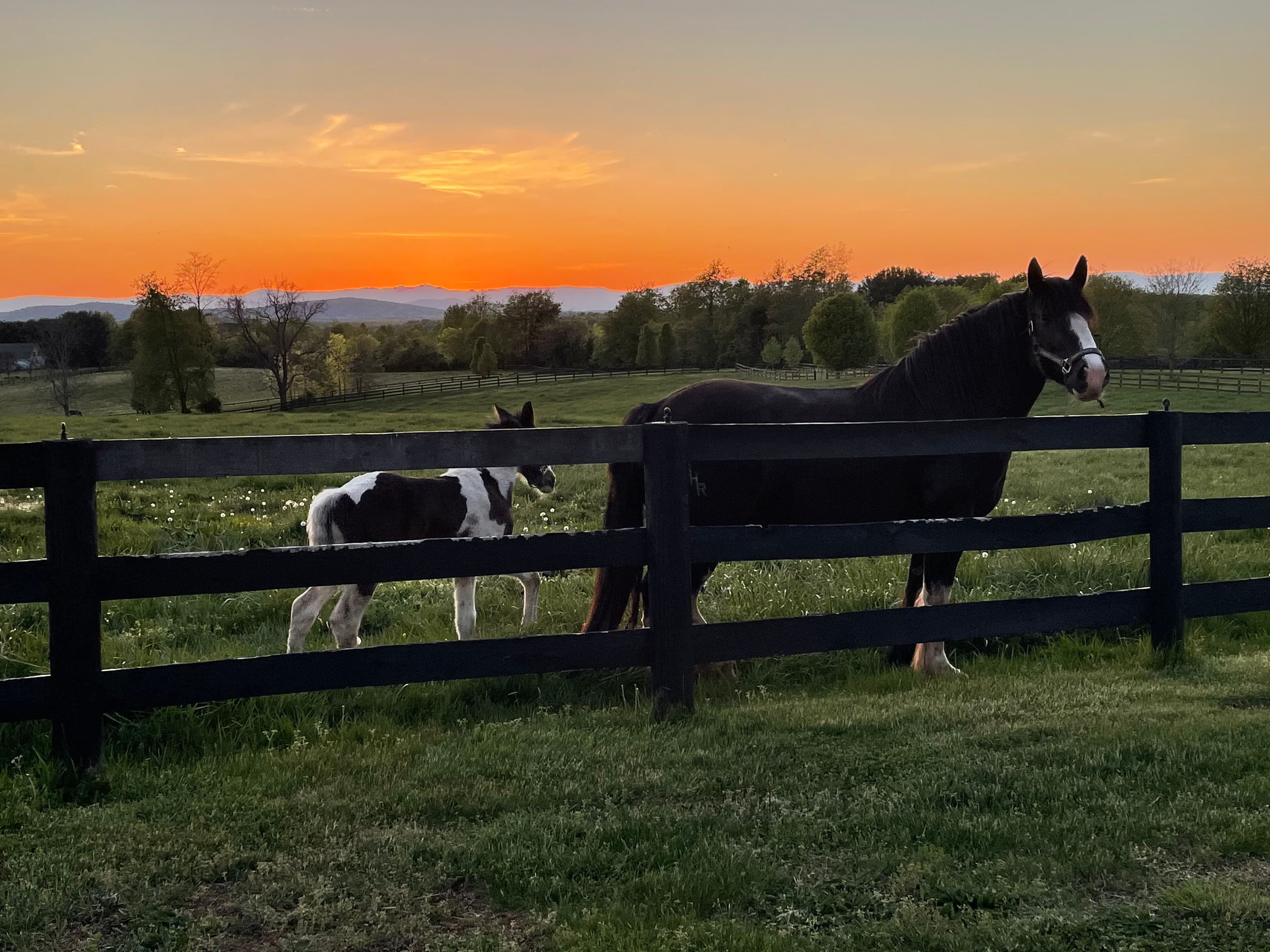 Horses walking alongside a fence